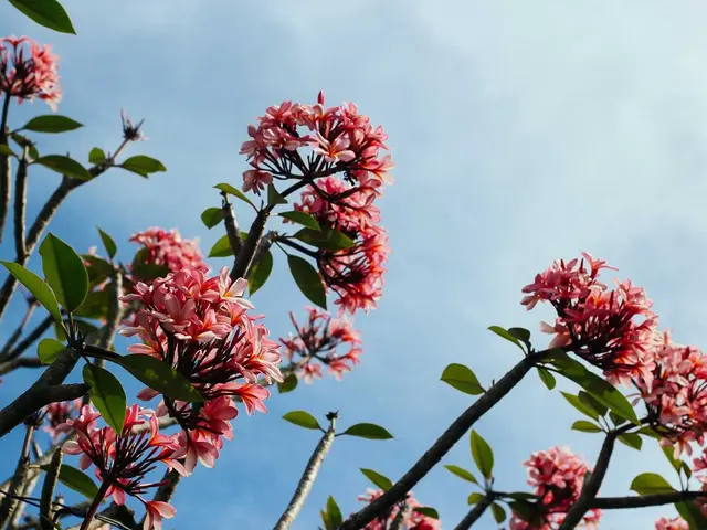 Pink flowers against a blue sky